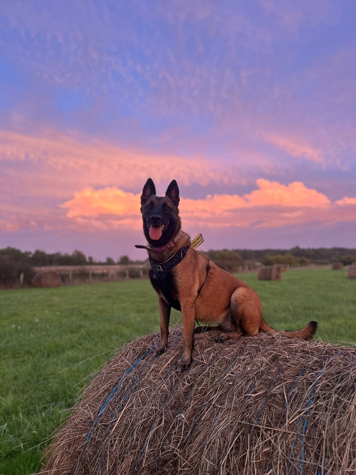 Ava, chienne malinoise, debout sur une botte de foin sous un ciel rose
