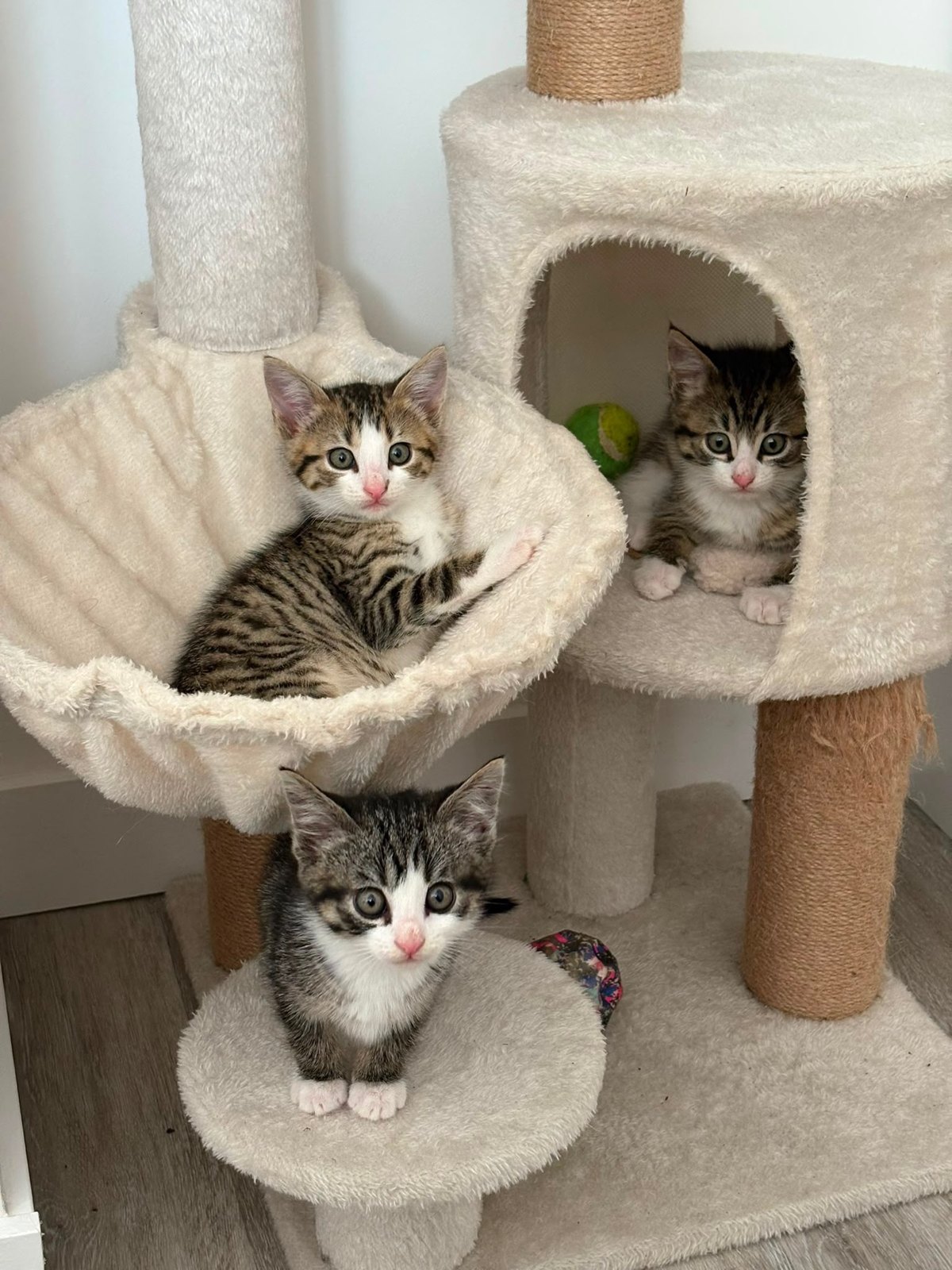 Trois chatons tigrés installés sur un arbre à chat